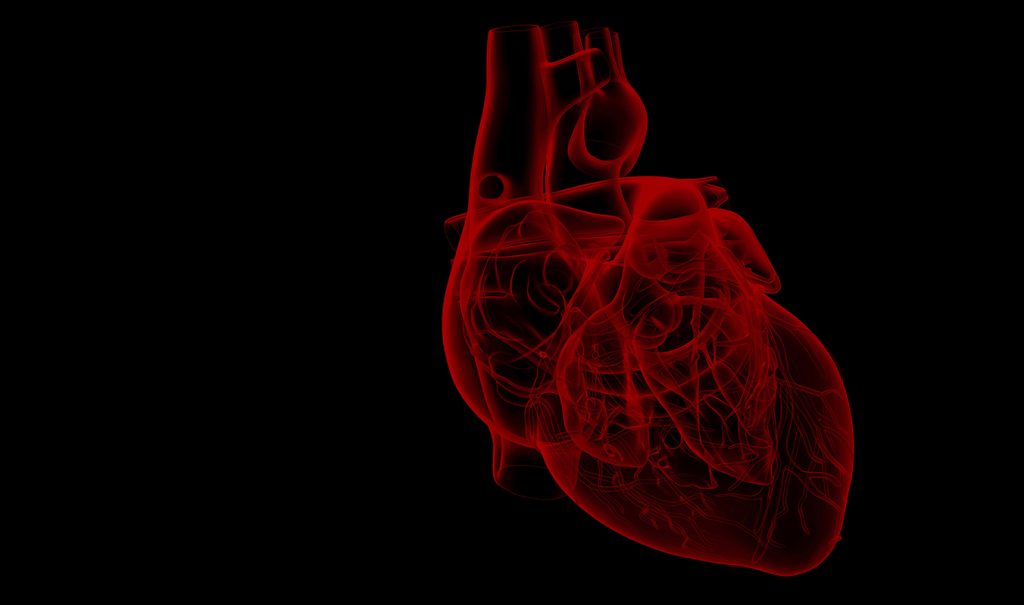 human heart - anatomy