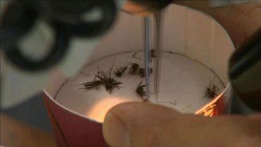 Image for WHO Seeking $56 Million to Help Fight Zika, Hope of Vaccine Moves Forward